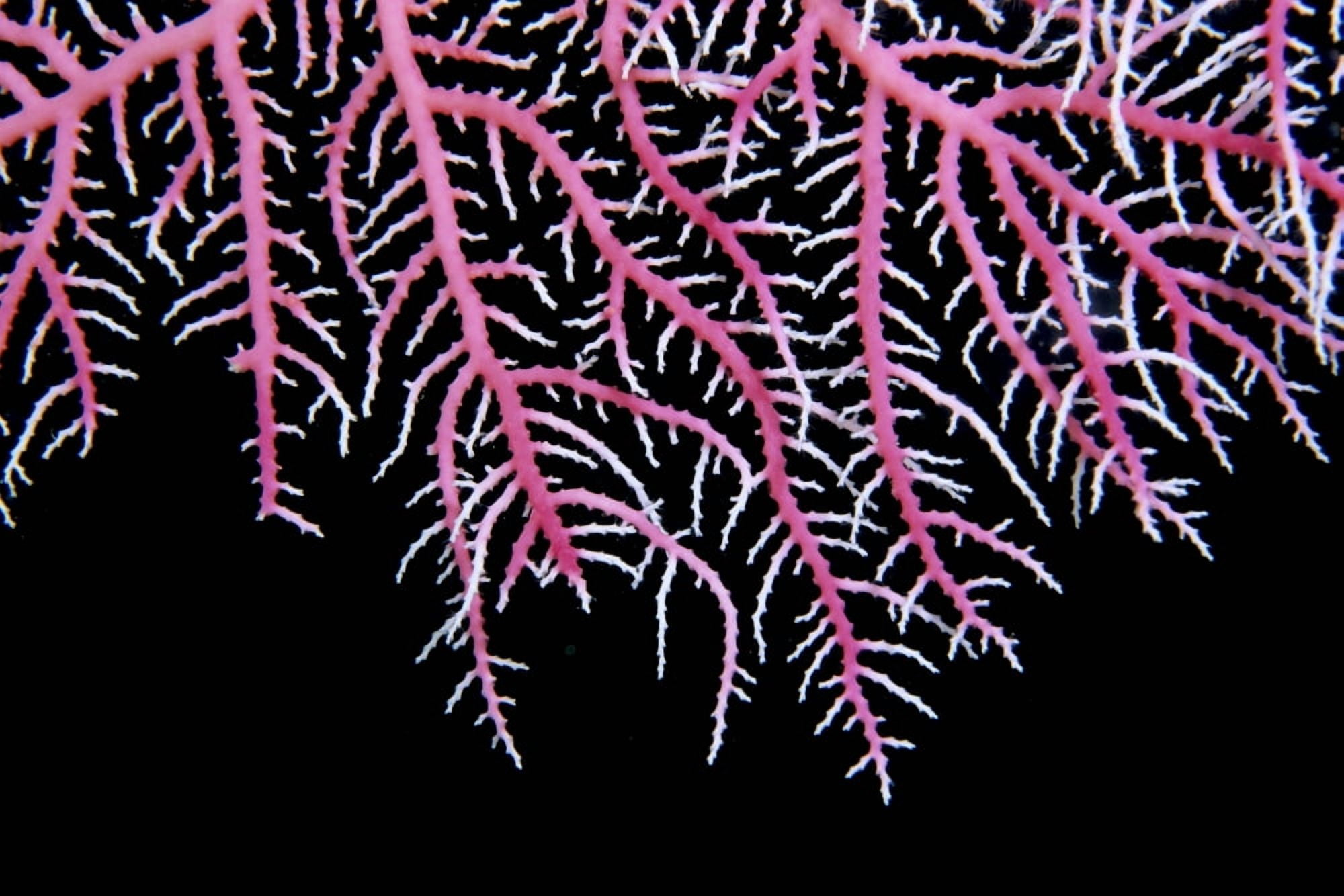 Papua New Guinea Detail Of Pink Lace Coral (Stylaster Sp) With Whitetips Black Background Canvas Art - Ed Robinson Design Pics (19 x 12)