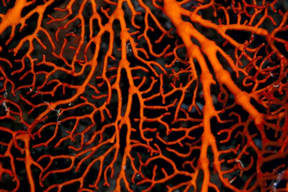 Papua New Guinea Milne Bay Orange Colored Sea Fan Close-Up B1969 Canvas Art - Ed Robinson Design Pics (38 x 24)