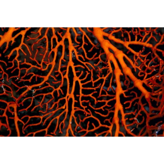 Papua New Guinea Milne Bay Orange Colored Sea Fan Close-Up B1969 Canvas Art - Ed Robinson Design Pics (38 x 24)