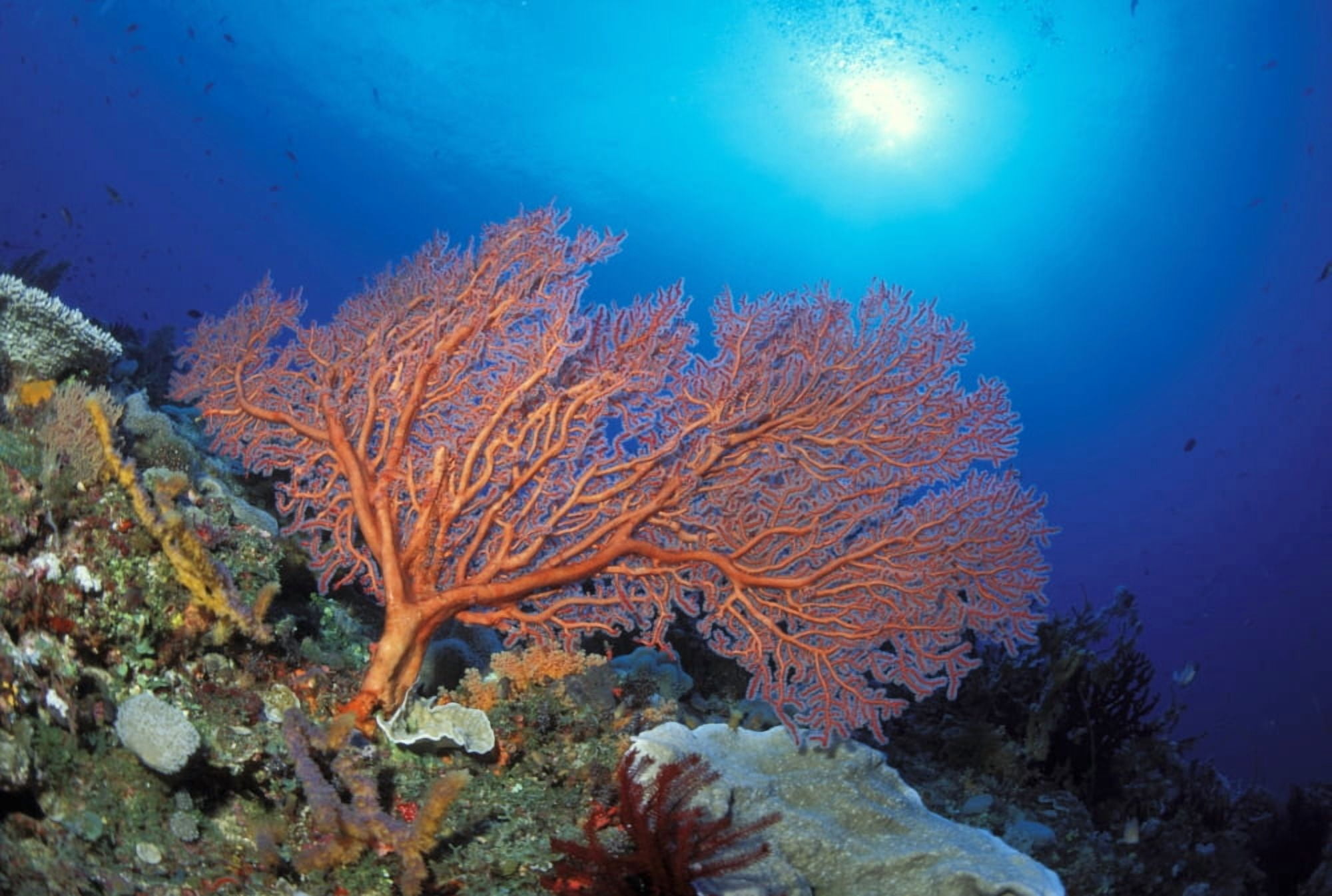 Papua New Guinea Milne Bay Orange Sea Fan (Order Gorgonacea) With Sunburst Canvas Art - Ed Robinson Design Pics (17 x 11)