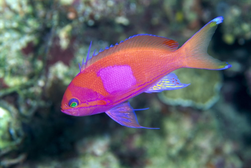 Papua New Guinea Milne Bay Square-Spot Anthias B1905 (Pseudanthias Pleurotaenia) Canvas Art - Ed Robinson Design Pics (19 x 12)