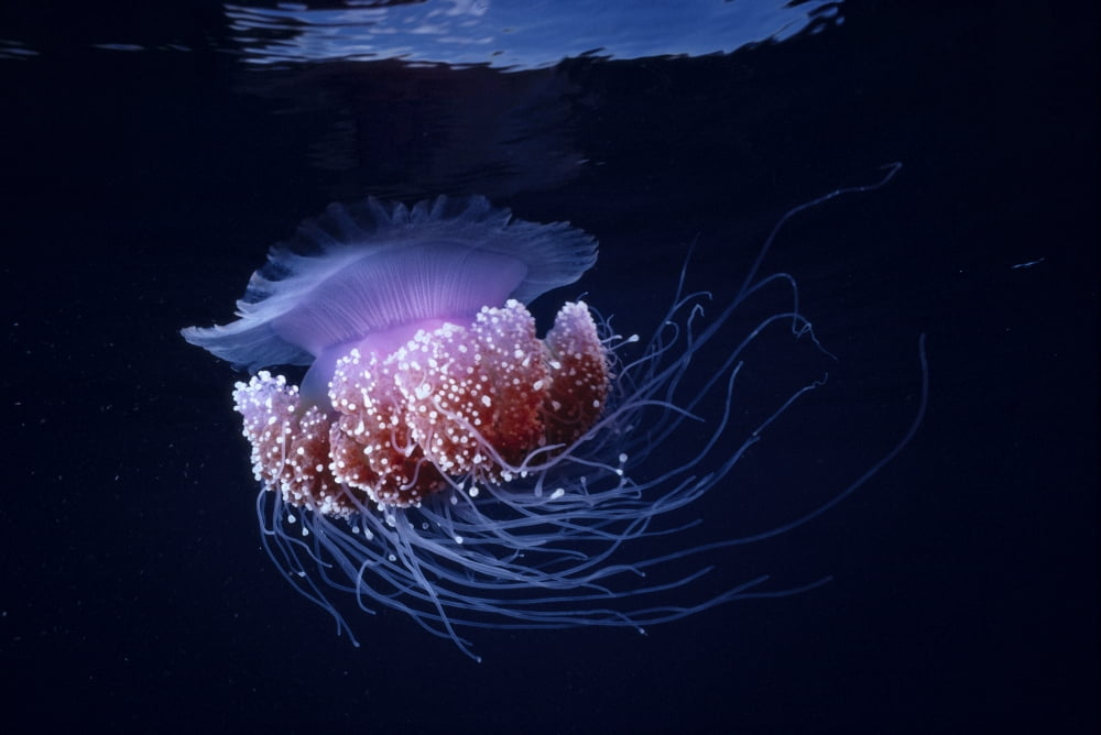 Papua New Guinea Purple Jellyfish Midwater (Glowing) Surface Visible A88D Canvas Art - Steve Rosenberg Design Pics (38 x 24)