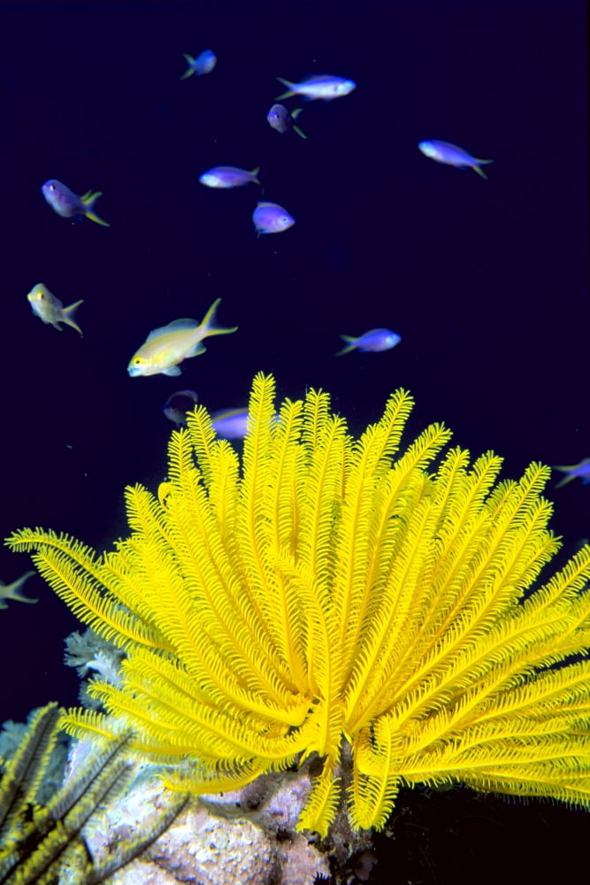 Papua New Guinea Yellow Feather Star Crinoidea And Tropical Fish Canvas Art - Ed Robinson Design Pics (24 x 38)