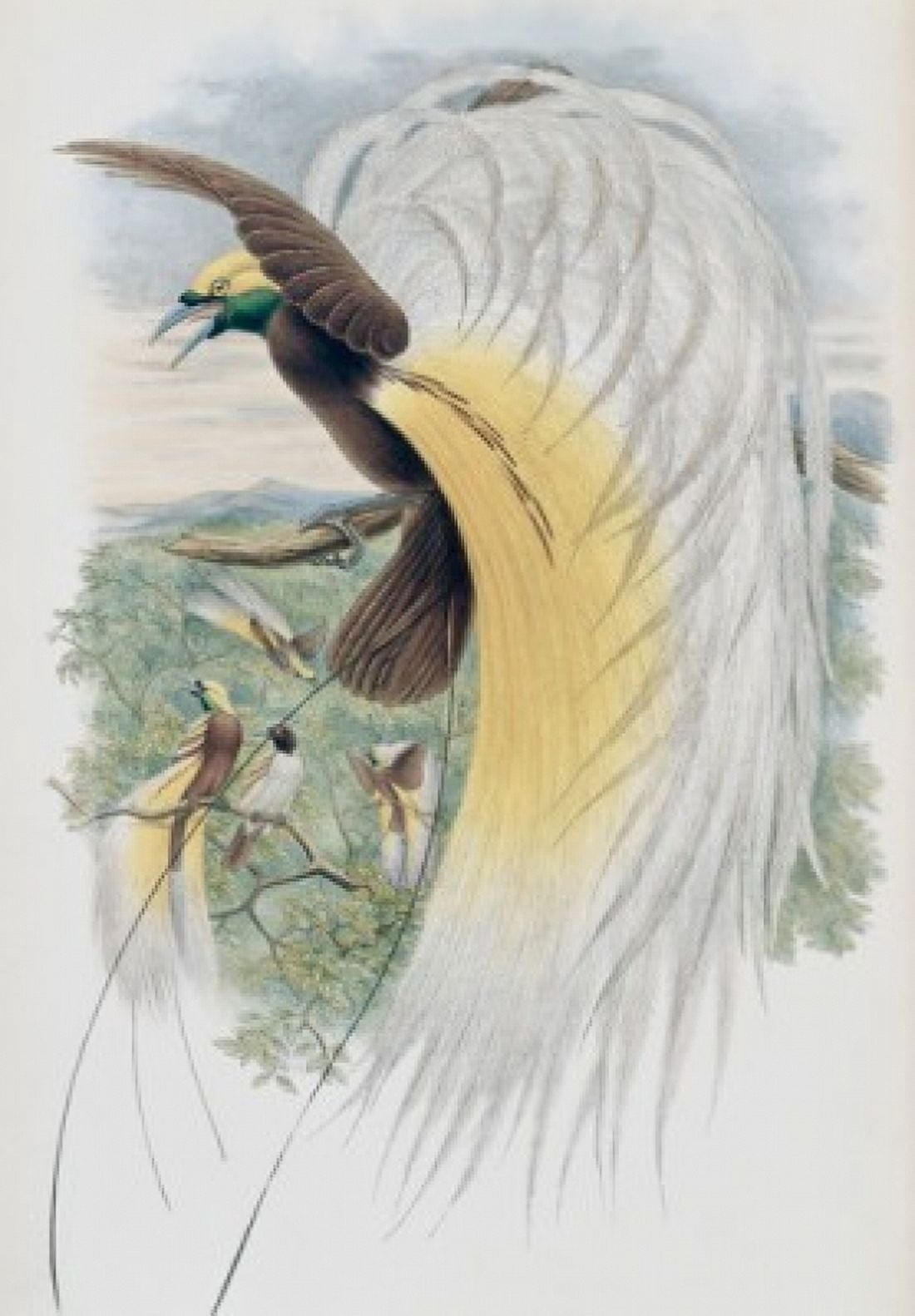 Papuan Bird Of Paradise John Gould (1804-1881 British) Canvas Art - John Gould (18 x 24)