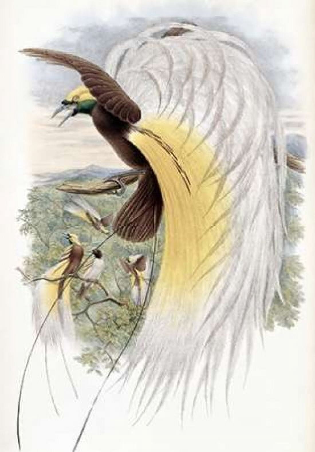 Papuan Bird of Paradise Canvas Art - John Glover (20 x 28)