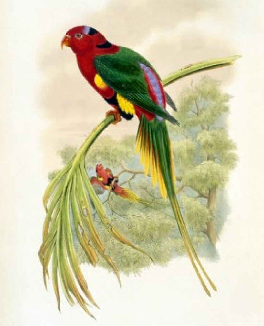 Papuan Lorikeet John Gould (1804-1881 British) Canvas Art - John Gould (18 x 24)