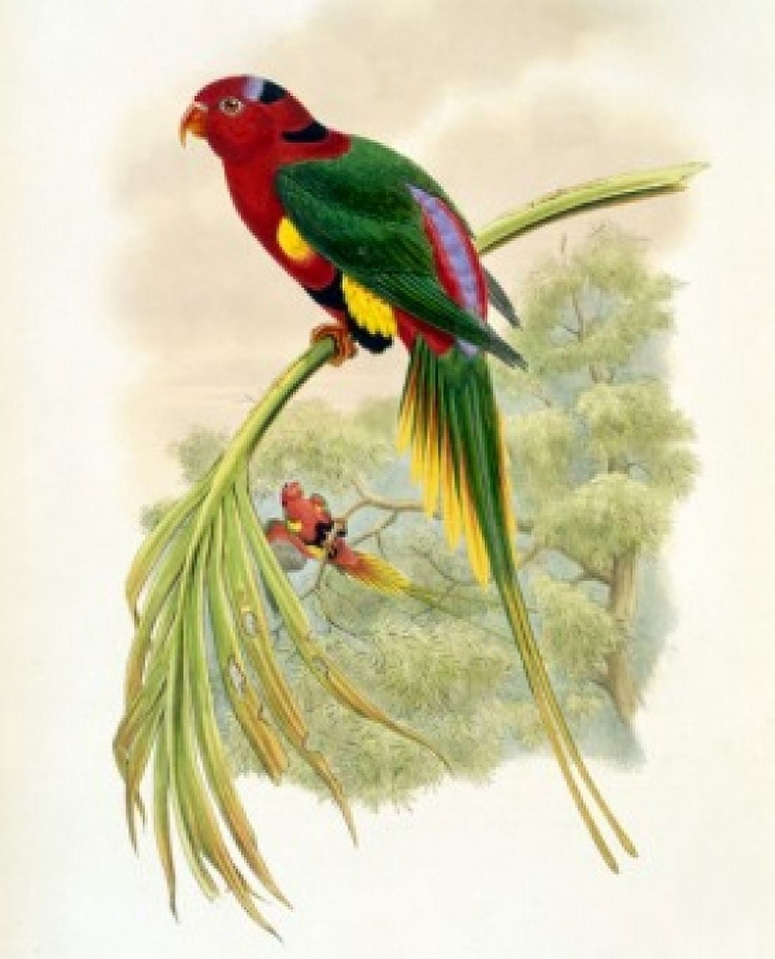 Papuan Lorikeet John Gould (1804-1881 British) Canvas Art - John Gould (24 x 36)
