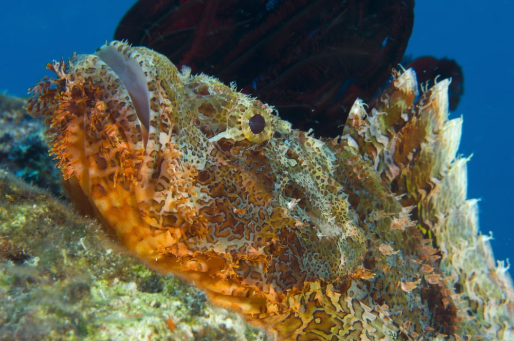 Papuan scorpionfish lying on a reef Kimbe Bay Papua New Guinea Canvas Art - Steve JonesStocktrek Images (18 x 12)