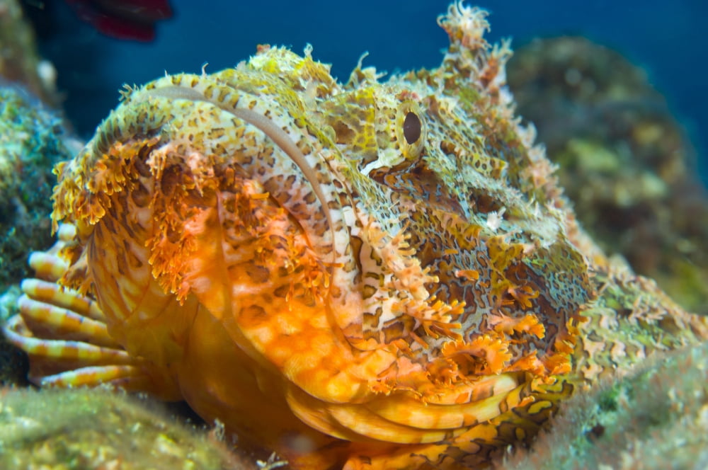 Papuan scorpionfish lying on a reef Kimbe Bay Papua New Guinea Canvas Art - Steve JonesStocktrek Images (35 x 23)