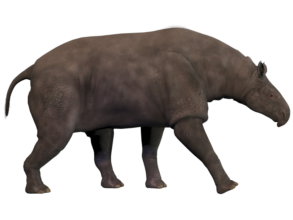 Paraceratherium an extinct rhinoceros-like mammal Canvas Art - Corey FordStocktrek Images (33 x 25)