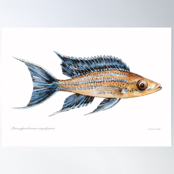 Paracyprichromis Nigripinnis Poster Wall Art, Modern Wall Decor For Living Room Bedroom, 24x36 UNFRAMED