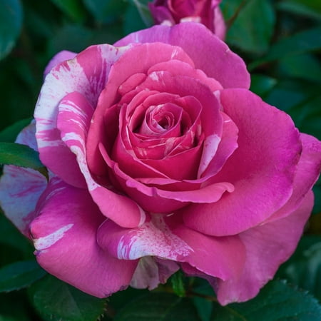 Parade Day Dormant Bare Root Grandiflora Rose, Includes one dormant plant per order