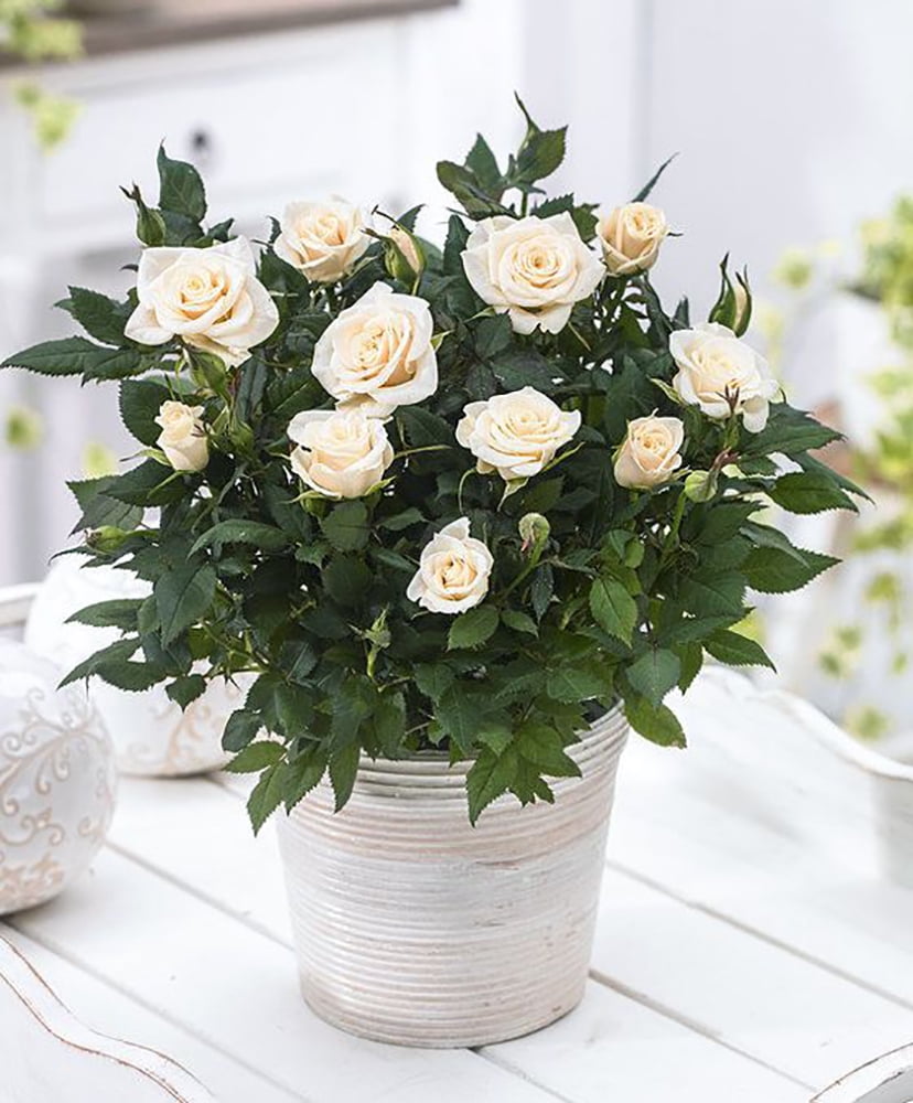 Parade® Freja™ Miniature Rose Bush Fragrant NEW for 2021 2.5" Pot