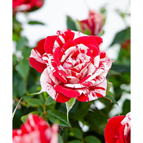 Parade Gigi Miniature Rose Bush - Fragrant/Hardy - 2.5" Pot