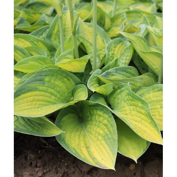 Paradigm Large Leaved Hosta - 3 root divisions