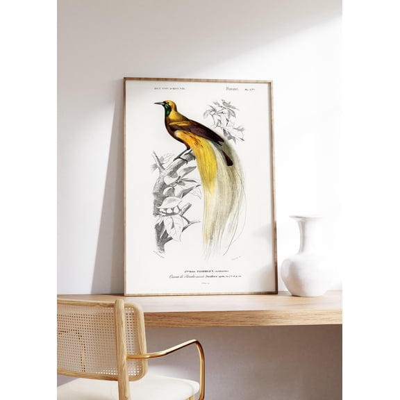 Paradisaea Bird Exotic Wildlife Poster, Unframed Size 8x12