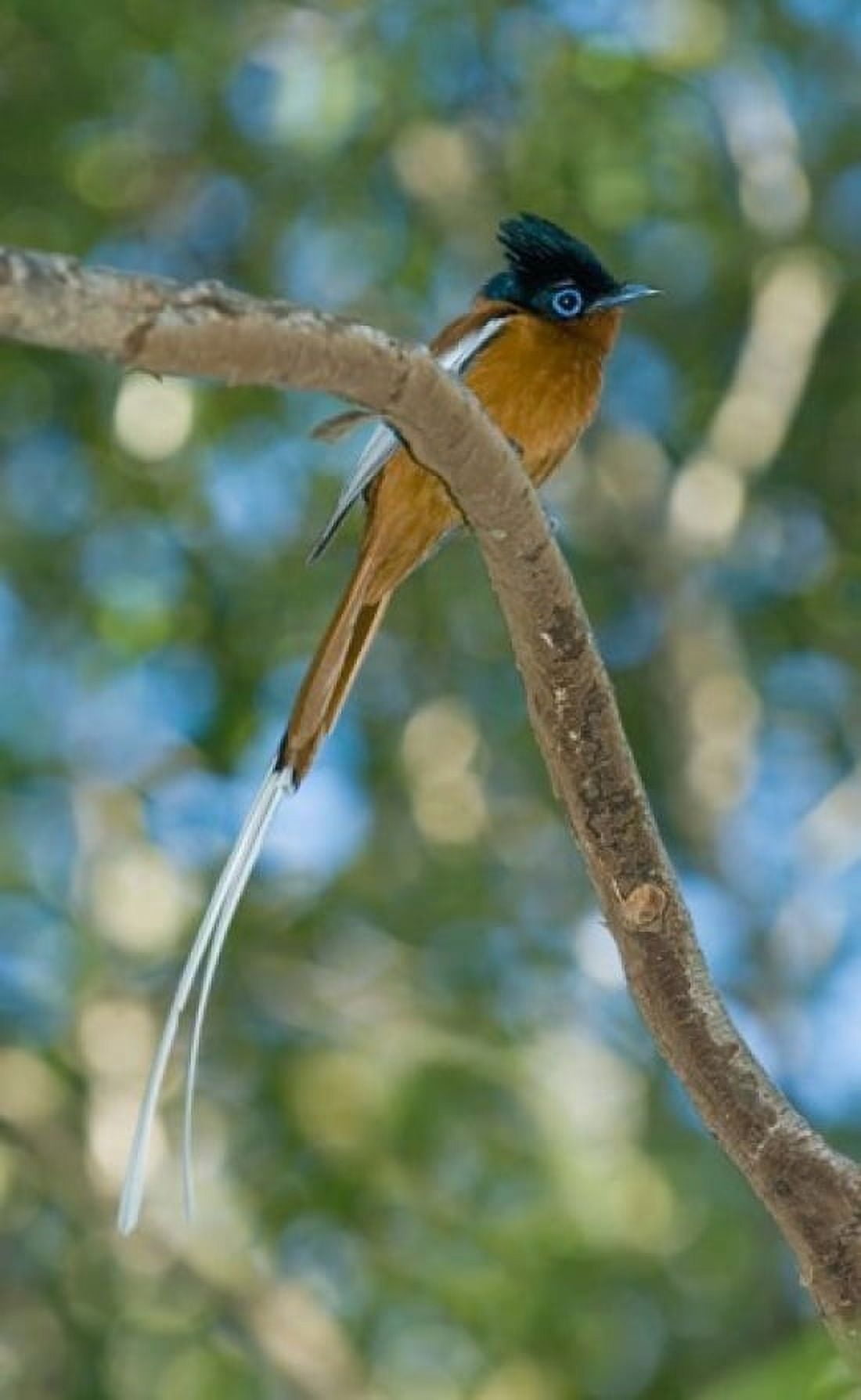 Paradise-Flycatcher bird Ankarafantsika Madagascar Canvas Art - Kevin Schafer DanitaDelimont (22 x 35)