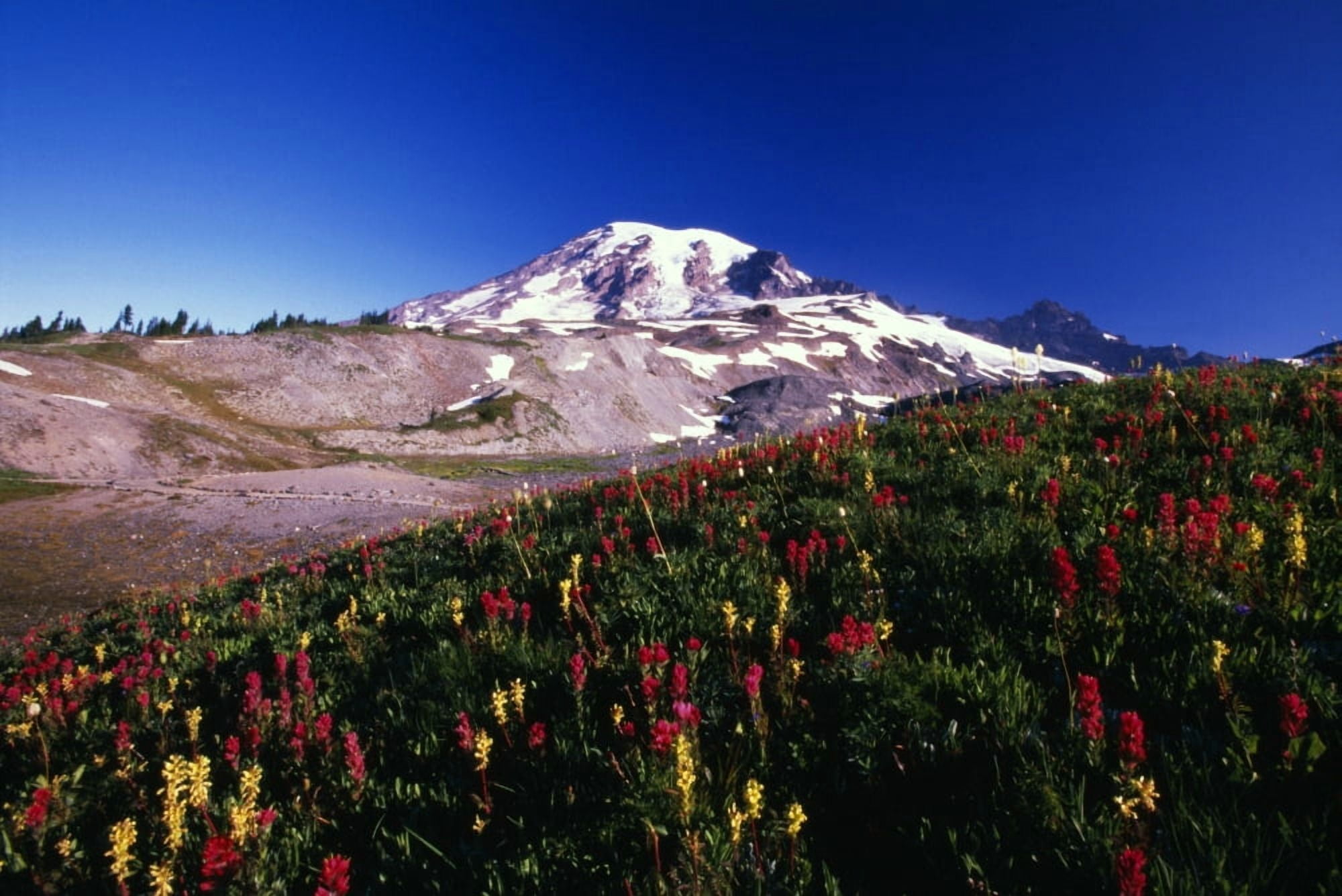Paradise Park Valley Mount Rainier National Park Canvas Art - Natural Selection Craig Tuttle Design Pics (18 x 12)