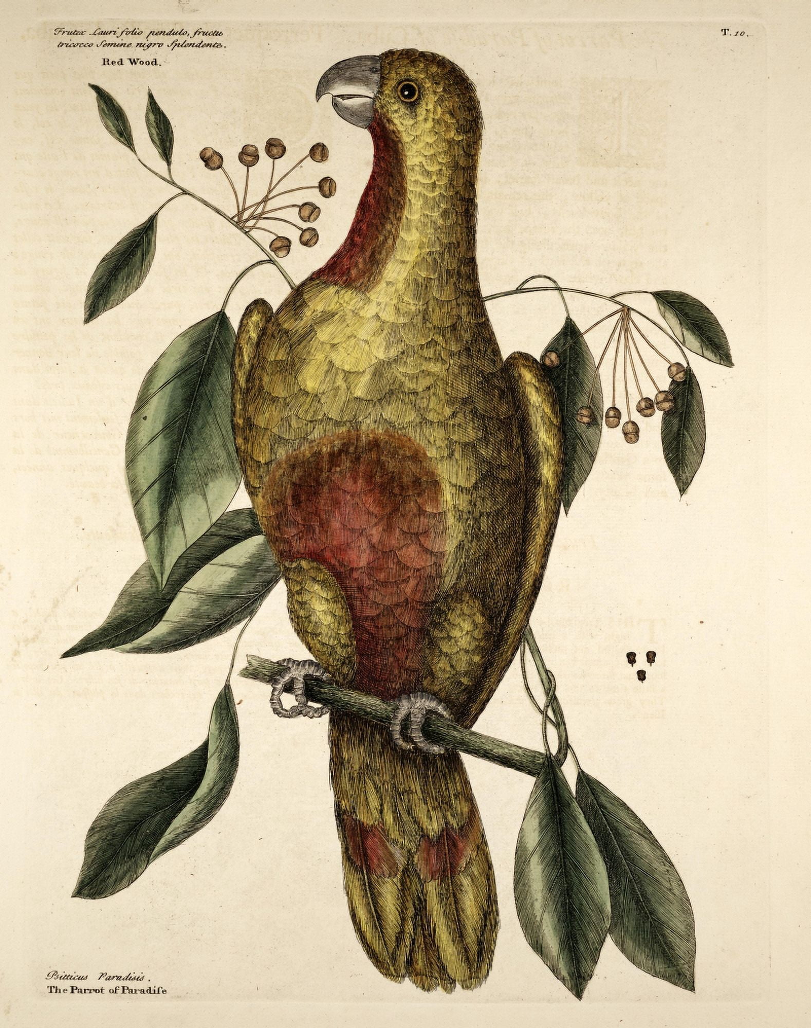 Paradise Parrot Canvas Art - Mark Catesby (24 x 36)