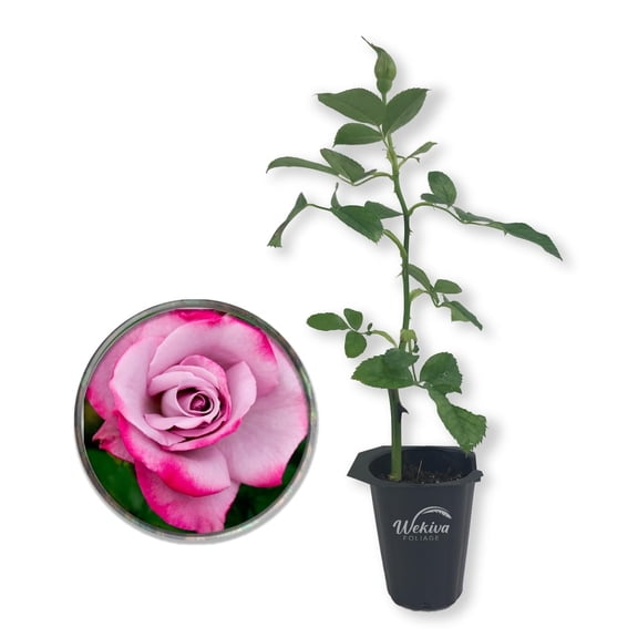 Paradise Rose Bush - Live Starter Plant in a 2 Inch Pots - Beautifully Fragrant Heirloom Rose from Florida - A Versatile Beauty with a Rich Fragrance