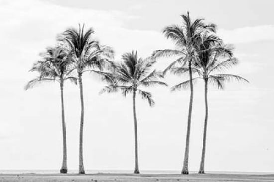 Paradise in Black and White II Canvas Art - Ramona Murdock (12 x 18)
