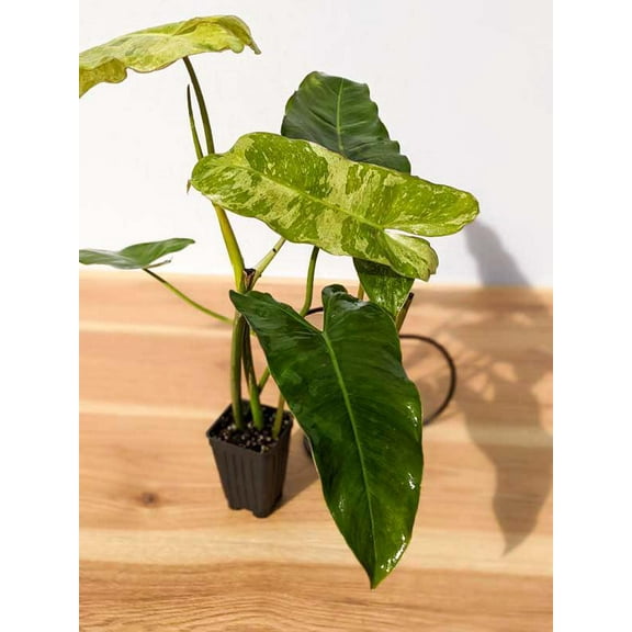 Paraiso Verde Philodendron-Totem-Indoor tropical plant  8" Pot