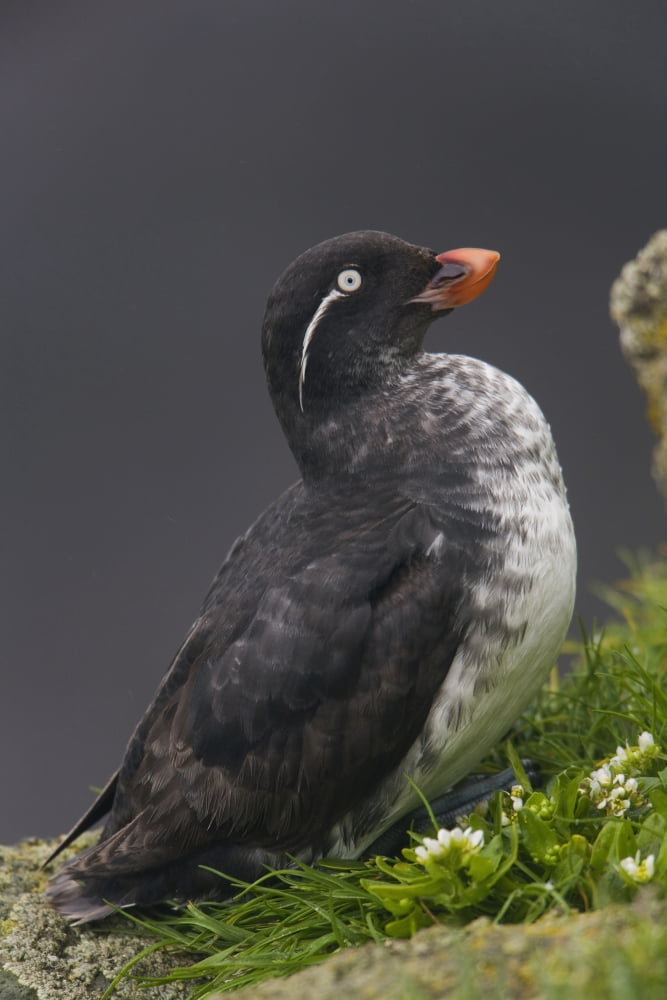 Parakeet Auklet Sitting In Green Vegetation On Ledge During Summer Saint Paul Island Pribilof Islands Bering Sea Alaska Canvas Art - Milo Burcham Design Pics (12 x 19)