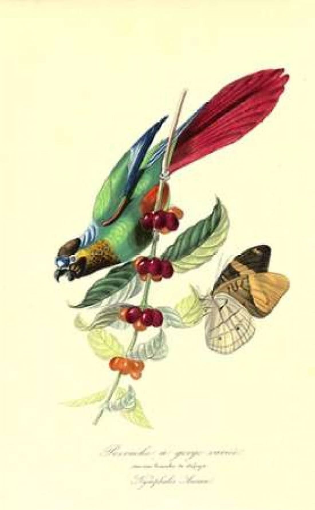 Parakeet on Coffee Bush Canvas Art - 1842 Anonymous (12 x 18)