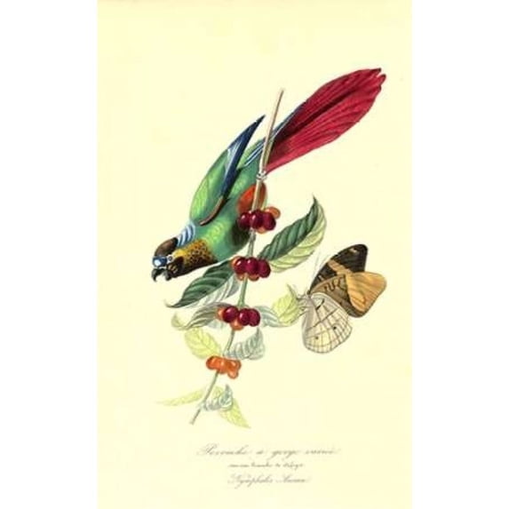 Parakeet on Coffee Bush Poster Print by 1842 Anonymous (24 x 36)