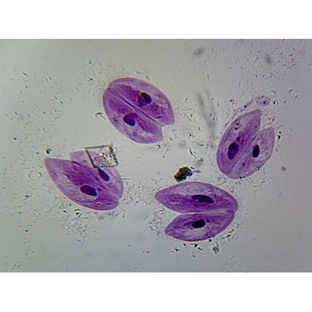 Paramecium Conjugation; Whole-mount by Go Science Crazy