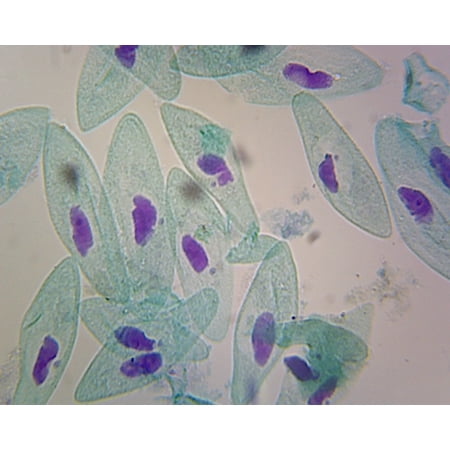 Paramecium, Macro and Micronucleus; Whole-mount by Go Science Crazy