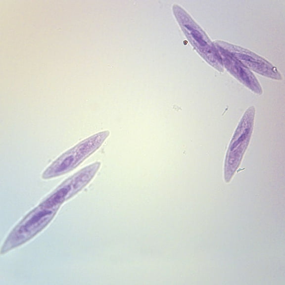 Paramecium Prepared Microscope Slide, Whole Mount
