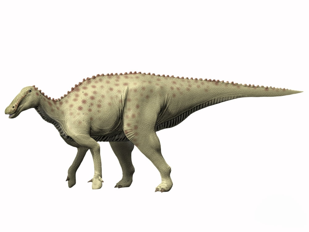 Pararhabdodon isonensis Late Cretaceous of Spain Canvas Art - Nobumichi TamuraStocktrek Images (17 x 13)