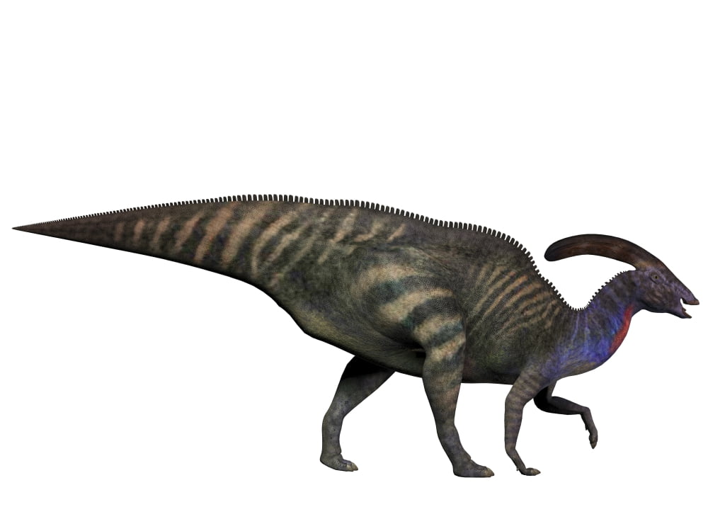 Parasaurolophus a herbivorous dinosaur from the Cretaceous period Canvas Art - Corey FordStocktrek Images (17 x 13)