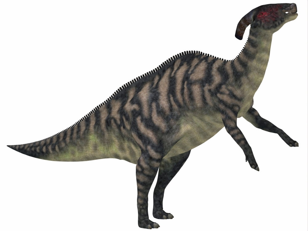 Parasaurolophus a herbivorous dinosaur from the Cretaceous period Canvas Art - Corey FordStocktrek Images (33 x 25)