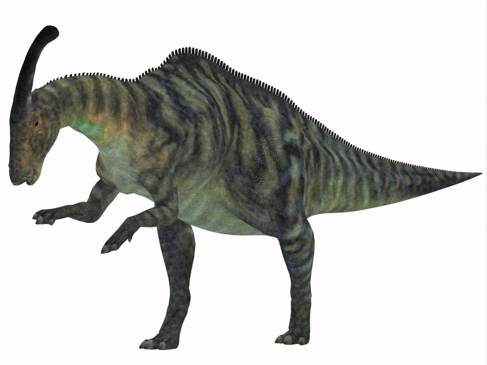 Parasaurolophus a herbivorous dinosaur from the Cretaceous period Canvas Art - Corey FordStocktrek Images (33 x 25)