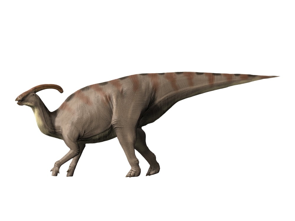 Parasaurolophus dinosaur Canvas Art - Nobumichi TamuraStocktrek Images (33 x 25)