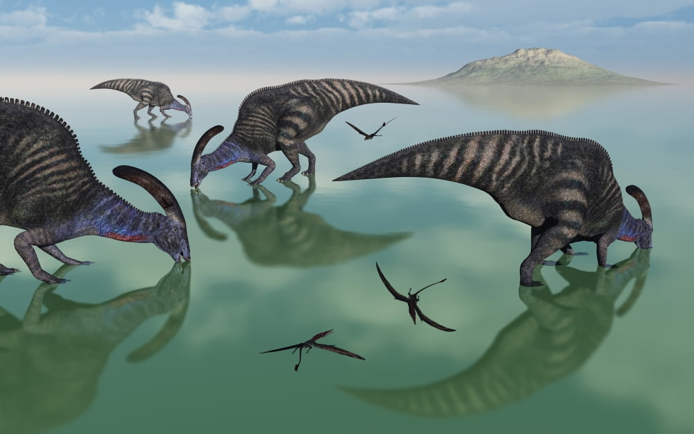 Parasaurolophus dinosaurs graze an organic rich lake Canvas Art - Mark StevensonStocktrek Images (18 x 12)