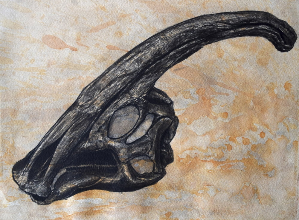 Parasaurolophus walkerii dinosaur skull Canvas Art - Harm PlatStocktrek Images (17 x 13)