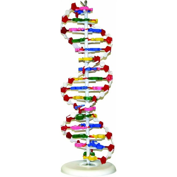 Parco Scientific MOLE1001 DNA Model