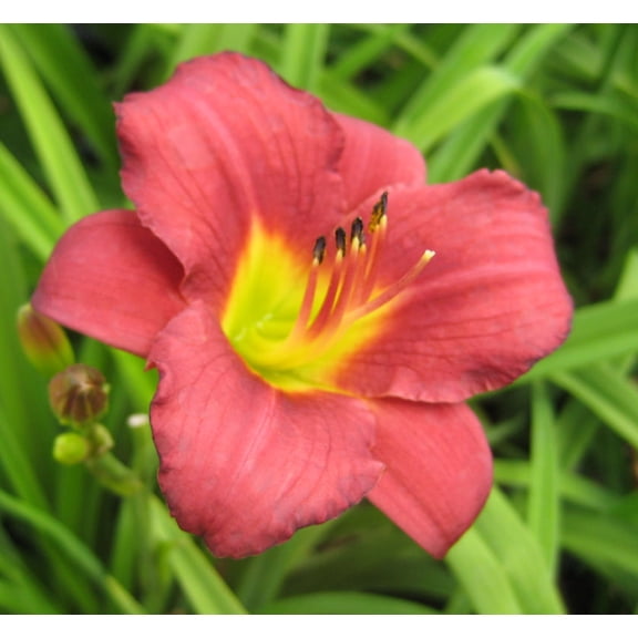 Pardon Me Daylily - 1 Gallon Perennial