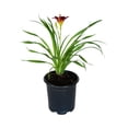 thumbnail image 1 of Expert Gardener Pardon Me Daylily (2.5 Quart) Re-Blooming Perennial with Red Blooms - Full Sun Live Outdoor Plant, 1 of 8