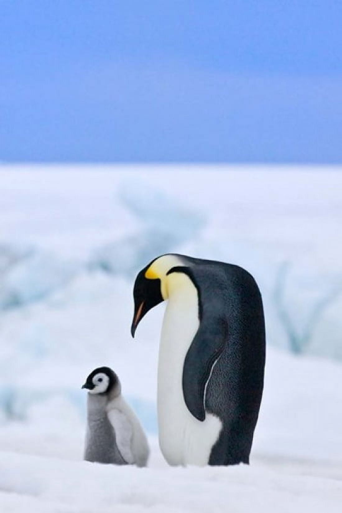 Parent and chick Emperor Penguin Snow Hill Island Antarctica Canvas Art - Keren Su DanitaDelimont (11 x 17)