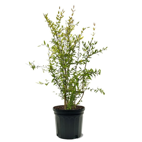 Expert Gardener 3-4 ft tall Parfianka Pomegranate Live Tree in 7-Gallon Grower Pot