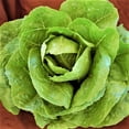 thumbnail image 1 of Paris, Parris Island Romaine Lettuce Seeds - 100 Count Seed Pack - Crunchy, Sweet Leaves, Buttery-Green Heart, and Vigorous - Country Creek LLC, 1 of 1