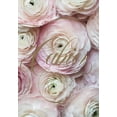 thumbnail image 1 of Paris in Bloom Notebook (Ranunculus) (Notebook / blank book), 1 of 1