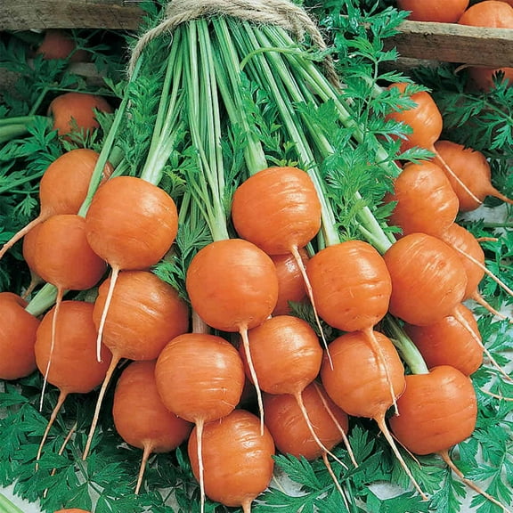 Parisian Carrot Seed - 1 Lb ~320,000 Seeds - Non-GMO, Heirloom Vegetable Garden Seeds - Gardening - Mountain Valley Seed