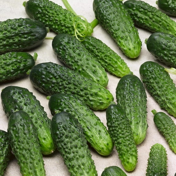 Parisian Pickle Cucumber Seeds - 3 g Packet ~90 Seeds - Non-GMO, Heirloom - Vegetable Garden - Cucumis sativus