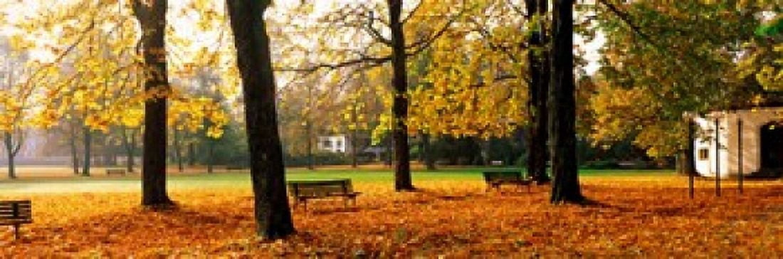 Park Bavaria Germany Canvas Art - Panoramic Images (36 x 12)