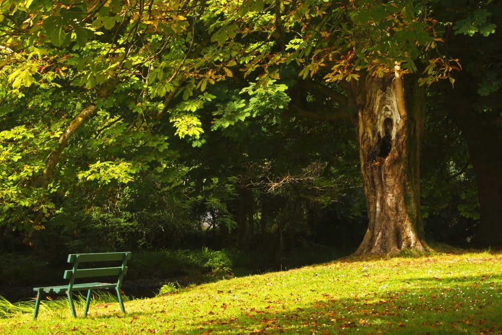 Park Bench Beside The Owenriff River In Oughterard Village County Galway Connacht Region Ireland Canvas Art - Trish Punch Design Pics (19 x 12)